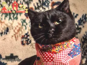 Gato raça Srd idade 2 a 6 meses nome GIGI 