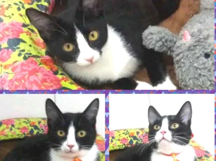 Gato ra a Felino idade 2 a 6 meses nome Kiko