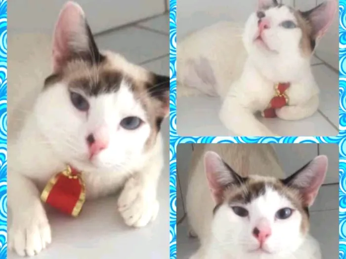 Gato ra a Felino idade 2 a 6 meses nome Mustafá