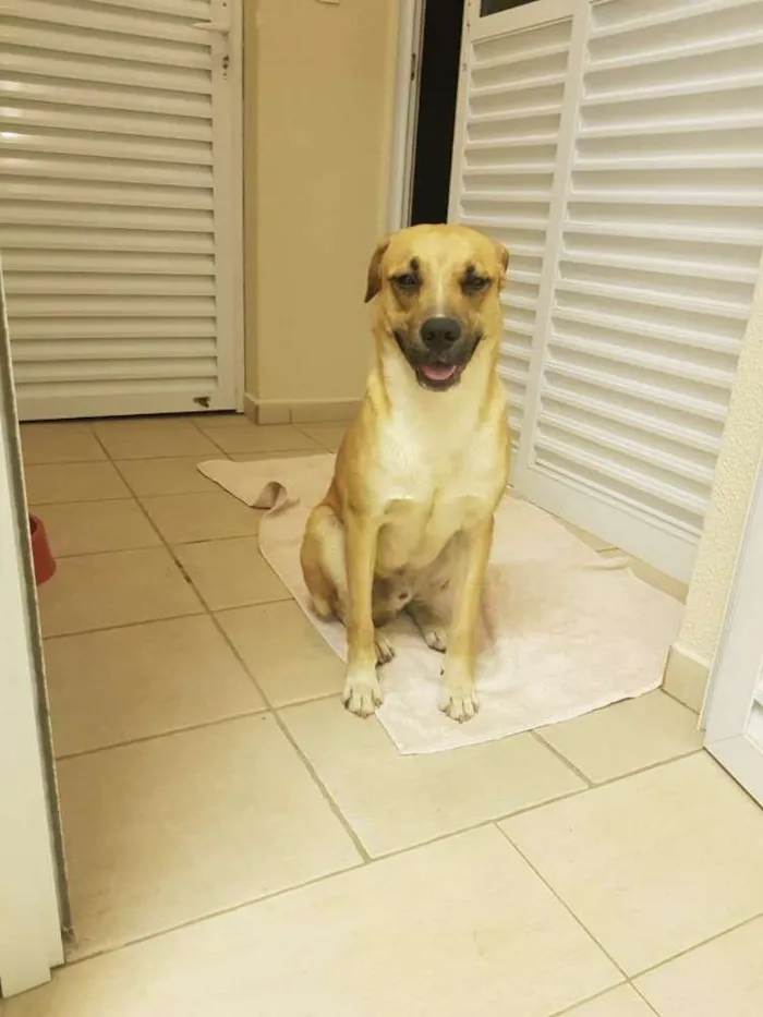 Cachorro ra a Srd idade 1 ano nome Bob