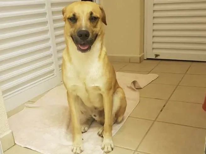 Cachorro ra a Srd idade 1 ano nome Bob