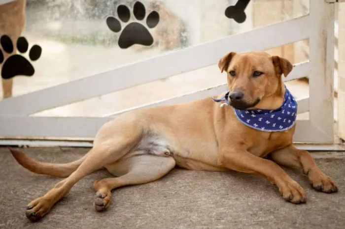 Cachorro ra a srd idade 1 ano nome Aramis
