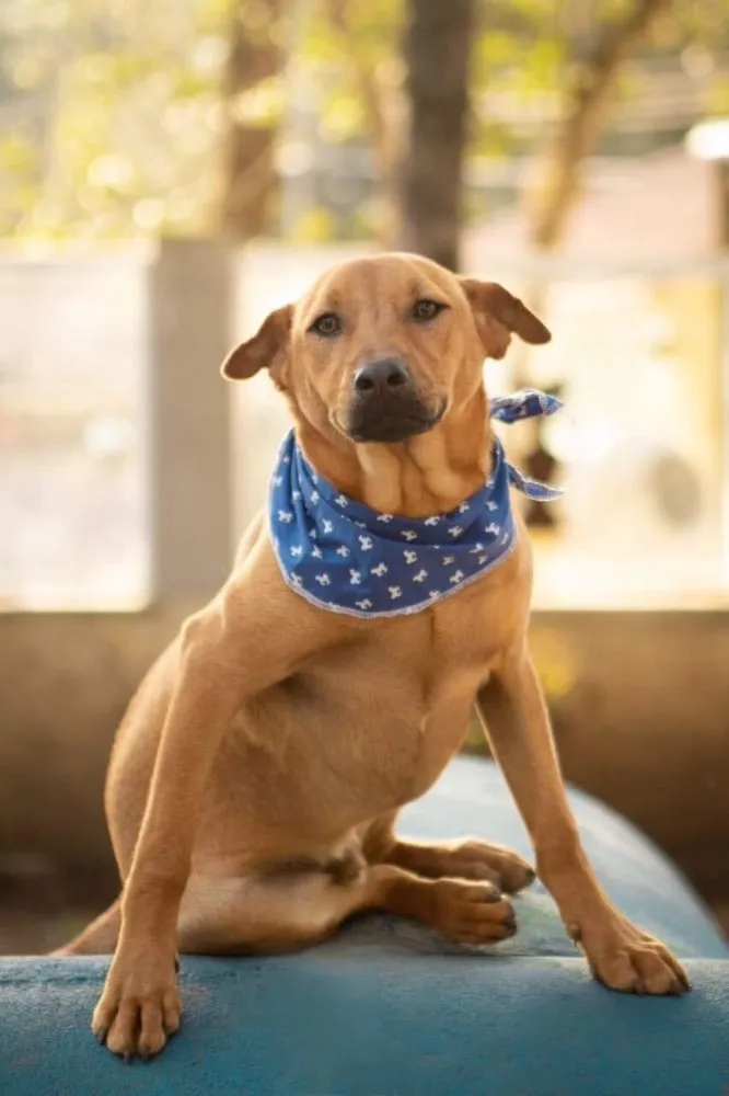 Cachorro ra a srd idade 1 ano nome Aramis