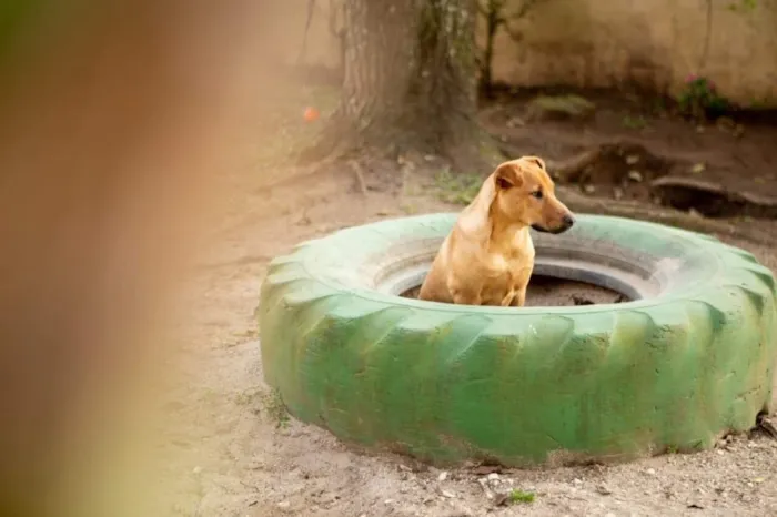 Cachorro ra a srd idade 1 ano nome Aramis