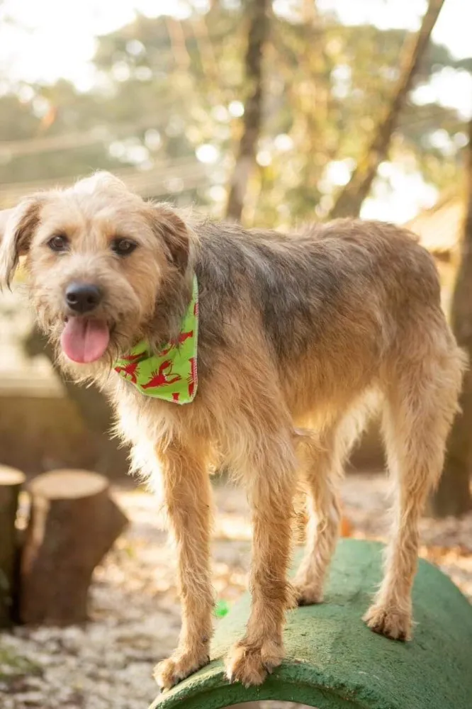 Cachorro ra a SRD idade 2 anos nome Nairóbi