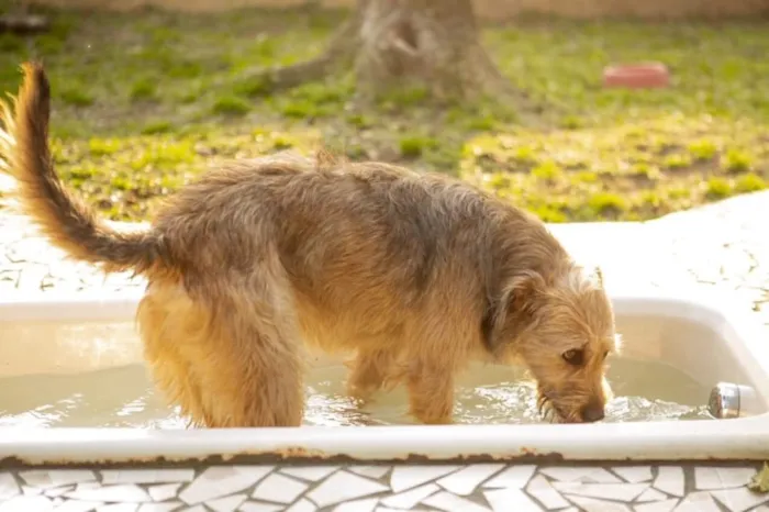 Cachorro ra a SRD idade 2 anos nome Nairóbi