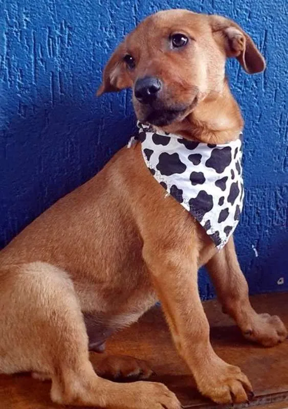 Cachorro ra a SRD idade 2 a 6 meses nome NEYMAR DOURADO