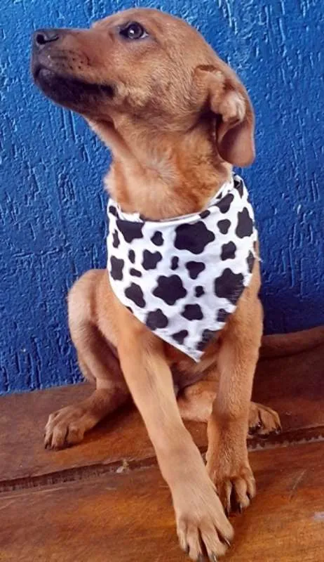 Cachorro ra a SRD idade 2 a 6 meses nome NEYMAR DOURADO