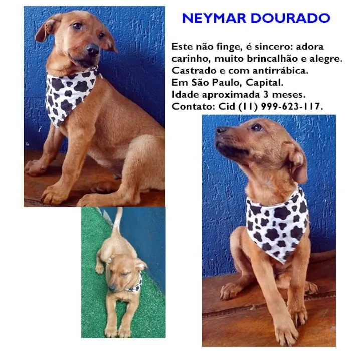 Cachorro ra a SRD idade 2 a 6 meses nome NEYMAR DOURADO