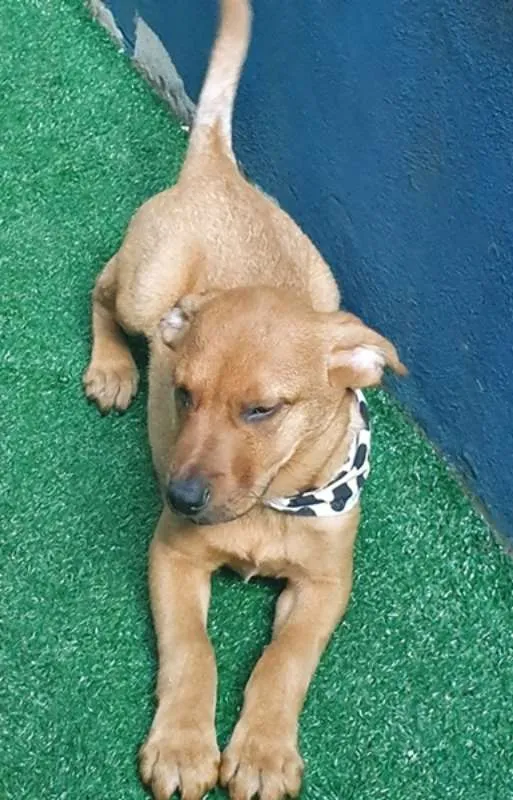Cachorro ra a SRD idade 2 a 6 meses nome NEYMAR DOURADO