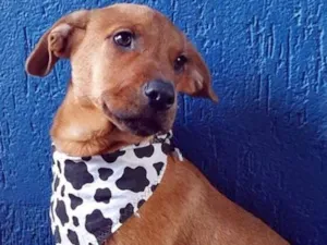 Cachorro raça SRD idade 2 a 6 meses nome NEYMAR DOURADO