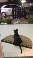 Rex Só Love 