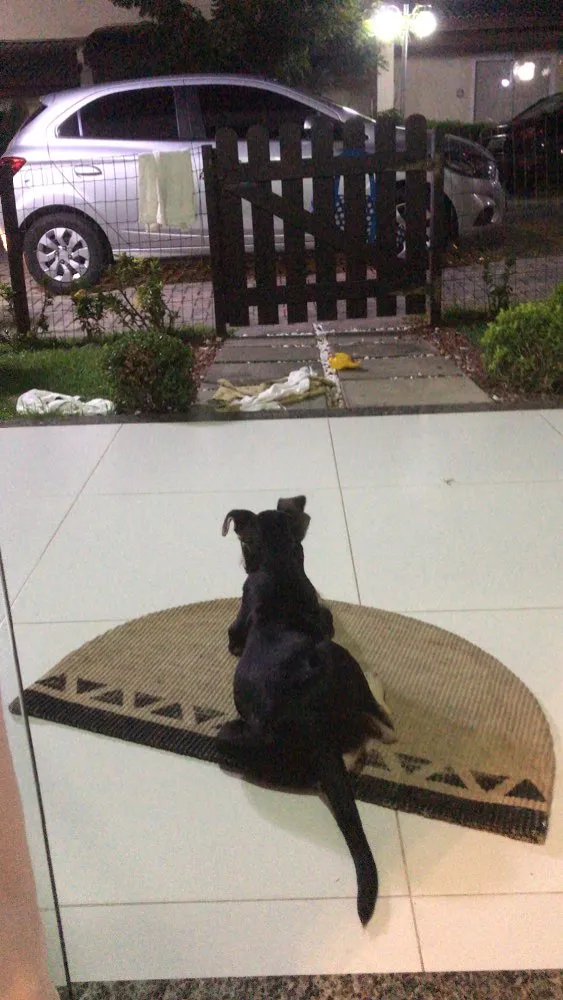 Cachorro raça Indefinida idade 2 a 6 meses nome Rex Só Love 