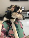 Rex Só Love 