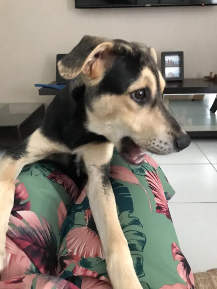 Cachorro raça Indefinida idade 2 a 6 meses nome Rex Só Love 