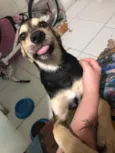 Rex Só Love 
