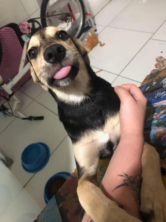 Cachorro raça Indefinida idade 2 a 6 meses nome Rex Só Love 