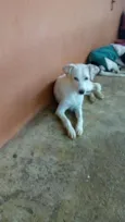 Branquinho