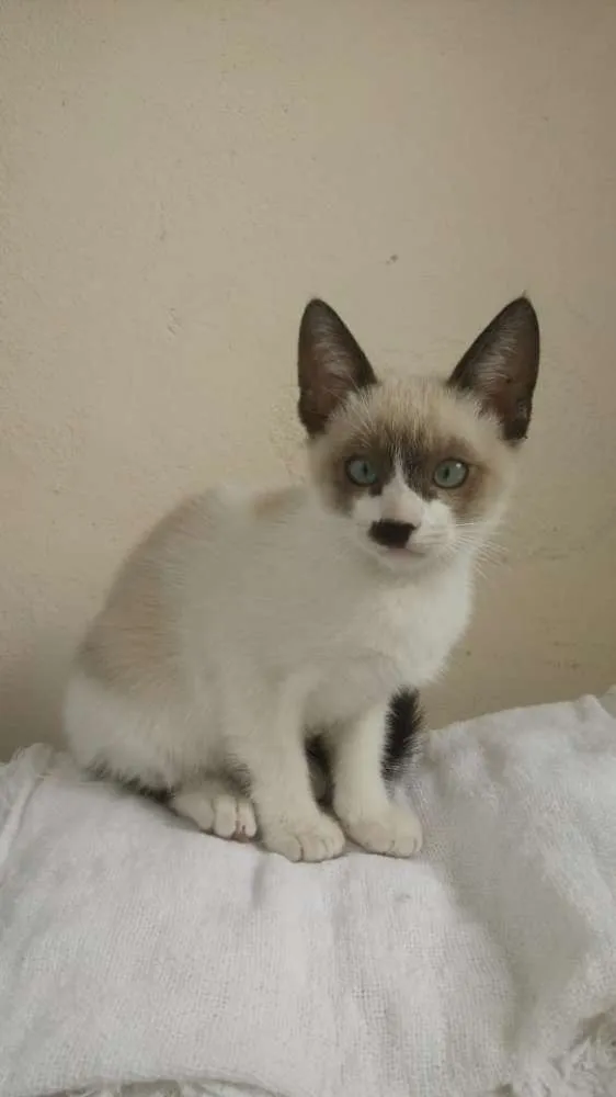 Gato ra a SRD idade 2 a 6 meses nome Sem Nome 