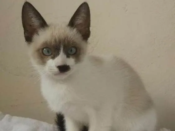Gato ra a SRD idade 2 a 6 meses nome Sem Nome 