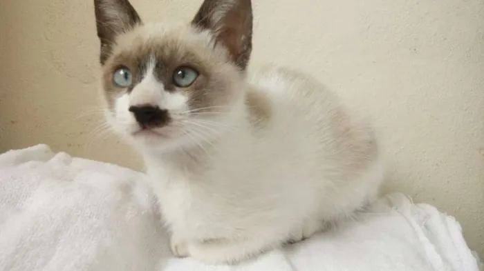 Gato ra a SRD idade 2 a 6 meses nome Sem Nome 