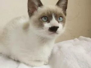 Gato raça SRD idade 2 a 6 meses nome Sem Nome 