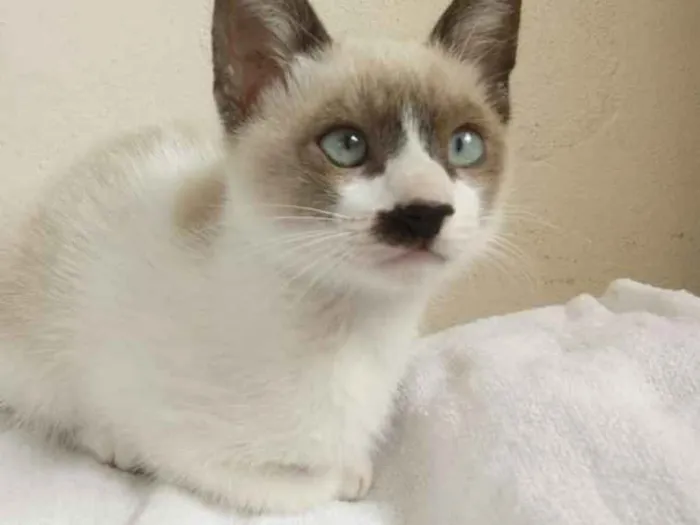 Gato ra a SRD idade 2 a 6 meses nome Sem Nome 