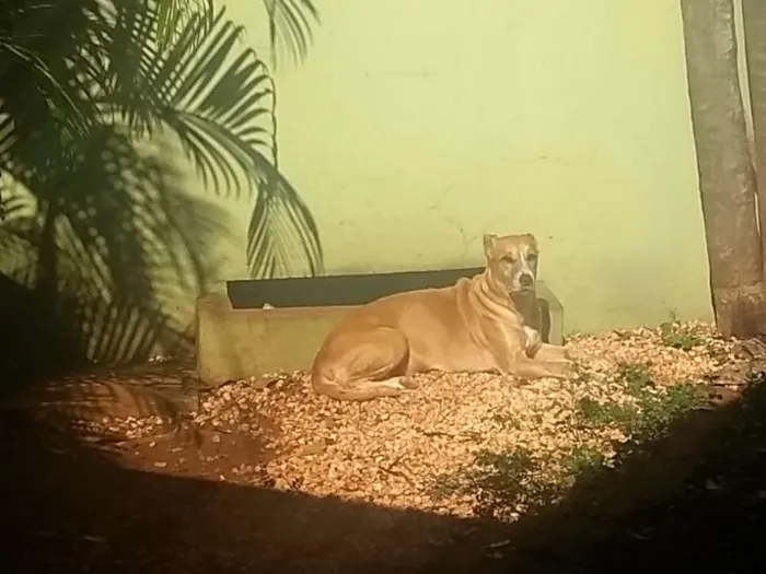 Cachorro ra a SRD grande porte idade 6 ou mais anos nome Milka