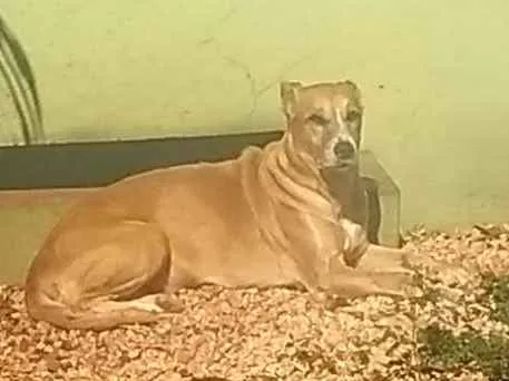 Cachorro ra a SRD grande porte idade 6 ou mais anos nome Milka