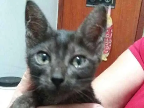 Gato ra a Nao sei idade Abaixo de 2 meses nome Nenhum