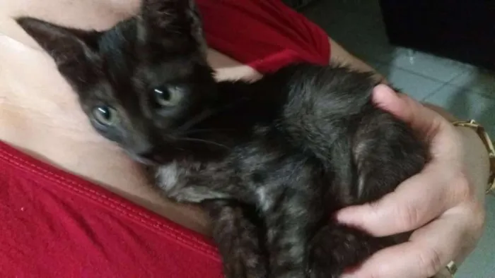 Gato ra a Nao sei idade Abaixo de 2 meses nome Nenhum