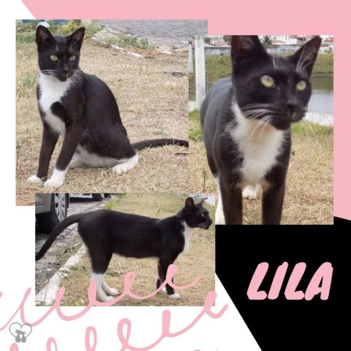 Gato raça Srd idade 7 a 11 meses nome Lils