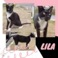 Lils