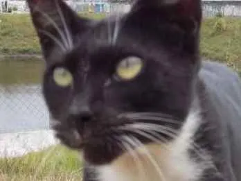 Gato raça Srd idade 7 a 11 meses nome Lils