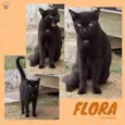 Flora
