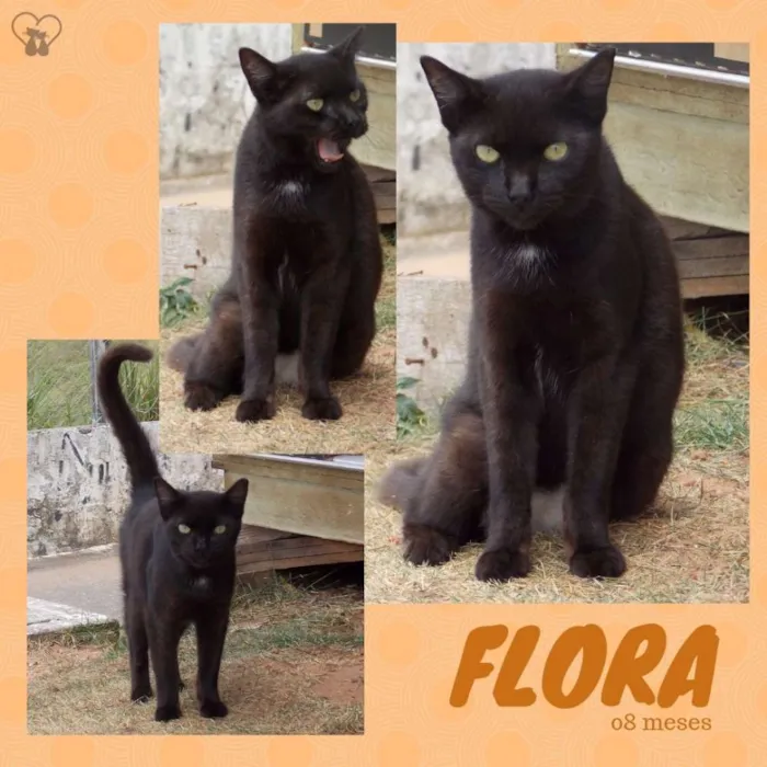 Gato raça Srd idade 7 a 11 meses nome Flora