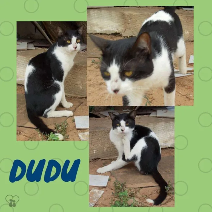 Gato raça Srd idade 7 a 11 meses nome Dudu