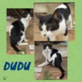 Dudu