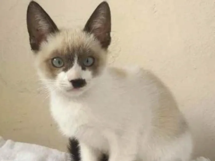 Gato ra a SRD idade 2 a 6 meses nome Sem Nome 