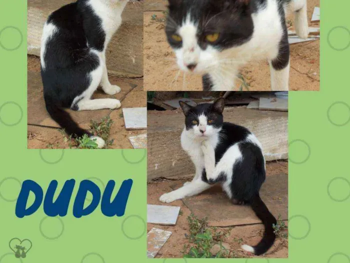 Gato raça Srd idade 7 a 11 meses nome Jake