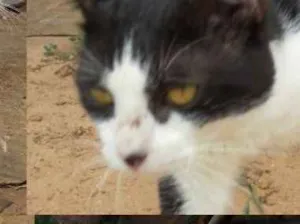 Gato raça Srd idade 7 a 11 meses nome Jake