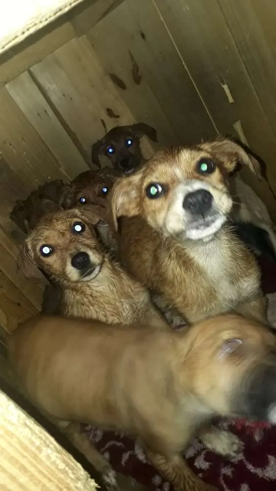 Cachorro ra a Vira-lata  idade Abaixo de 2 meses nome Nao tem