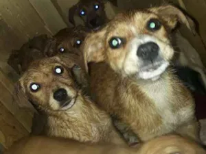 Cachorro raça Vira-lata  idade Abaixo de 2 meses nome Nao tem