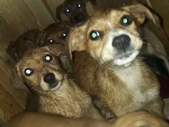 Cachorro ra a Vira-lata  idade Abaixo de 2 meses nome Nao tem