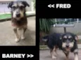 Fred e Barney