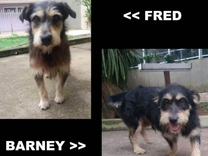 Cachorro ra a srd idade 4 anos nome Fred e Barney