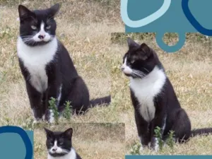 Gato raça Srd idade 7 a 11 meses nome Jake