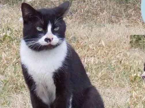 Gato raça Srd idade 7 a 11 meses nome Jake
