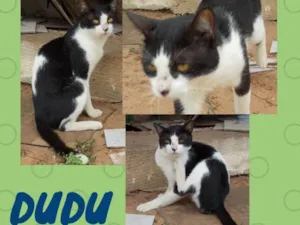 Gato raça Srd idade 7 a 11 meses nome Dudu