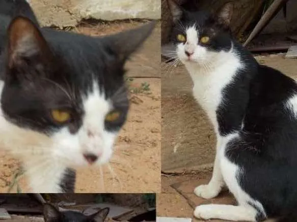 Gato raça Srd idade 7 a 11 meses nome Dudu